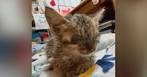 『弱々しかった子猫』を保護して１年→だんだんと変化していって…『見違える光景』に感動「お綺麗になられて…泣」「別ニャン」と１万いいね