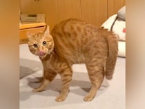 背中を丸めたネコ→『やんのかステップ』で勢いよく近づいてきて…思わず笑ってしまう光景が84万再生「どうなってんのｗｗ」「上手ｗｗ」