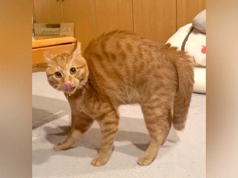 背中を丸めたネコ→『やんのかステップ』で勢いよく近づいてきて…思わず笑ってしまう光景が84万再生「どうなってんのｗｗ」「上手ｗｗ」