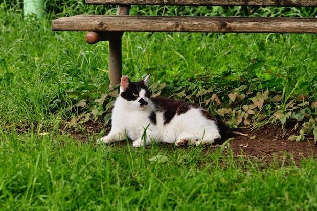 ベンチ下の白黒猫