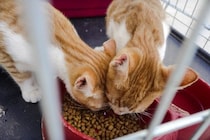 『猫を保護』した直後にやるべきこと3選　注意すべきポイントや必要な準備も解説