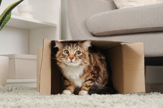 猫があなたに『嫌なキモチです』と訴えている仕草5選　不快感を抱く理由や適切な対処法も