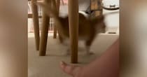 すばしっこくて捕まえられない子猫→『母猫の鳴きマネ』で呼んでみた結果…驚きの反応が64万再生「凄いスピード」「上手くて笑った」と話題