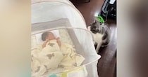 猫が『生まれたばかりの赤ちゃん』に近づかないよう『蚊帳』を設置した結果…『予想外の光景』が101万再生「頭がいいｗ」「笑ってしまった」