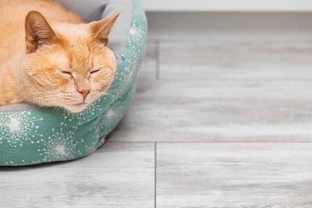 オシャレな猫ベッドで寝る猫