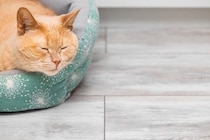 猫が『気に入っている場所』を掃除する方法5つ　頻度の目安や清潔を保つコツもご紹介