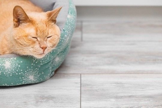 猫が『気に入っている場所』を掃除する方法5つ　頻度の目安や清潔を保つコツもご紹介