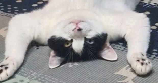 豪快なへそ天で『くつろぐ猫』を見ていたら→『おてての動き』が…まさかの行動に13万いいね「絶対人間入ってる」「吹いてしまったｗ」と話題