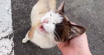 『ゴミ捨て場にいた野良猫』と目が合った結果…30分後の急展開と『現在の様子』に「なんて素敵なお話」「キレイになられて」と感動の声