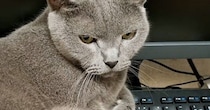 キーボードの上に乗って邪魔をする猫→どいてもらおうとした結果…『予想通りの展開』に爆笑の声続出「目が臨戦態勢でウケる」「嬉しそうｗ」