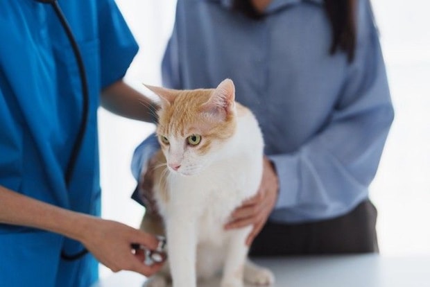 猫の健康チェック