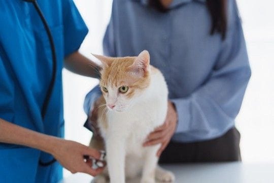 猫が発症すると『治らない病気』5つ　主な原因や症状や飼い主にできることを解説