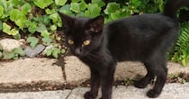 外で出会った『生後2か月の黒猫』を保護→2日目になると表情が変化して…6年が経った『現在の様子』が15万再生「素敵」「貫禄ついたね」