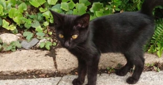 外で出会った『生後2か月の黒猫』を保護→2日目になると表情が変化して…6年が経った『現在の様子』が15万再生「素敵」「貫禄ついたね」
