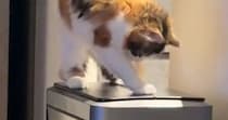『ゴミ箱が開くことに気づいた猫』を見ていると…『まさかの展開』にほっこりする人が続出「かわいいが詰まりすぎてる」「穴掘りｗｗ」