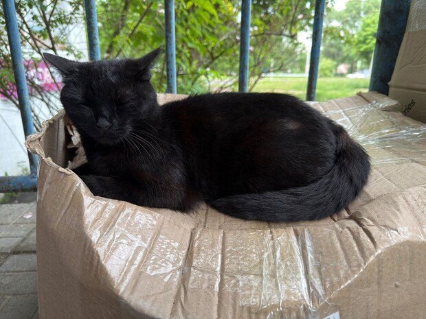 眠そうな猫