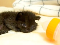 元気がない様子の『赤ちゃん猫』→『ミルクの時間』だと気が付くと…尊すぎる光景が43万再生「母性を感じた」「スクスク元気に育って」