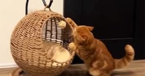 猫がキャットハウスの中でくつろぐと思ったら…まさかの『使い方』と『表情』に爆笑の声続出「ぷるぷるしてるｗ」「教えてあげたいｗｗ」
