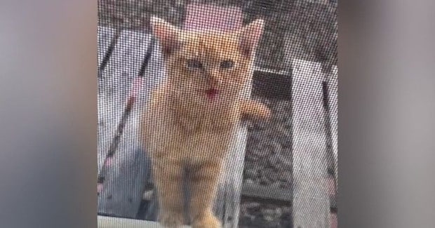 網戸越しに『家の中を覗き込んできた子猫』を家族に迎えた結果…２ヶ月間の歩みに「素敵な方に出会えてよかった」「表情が変わったね」と反響