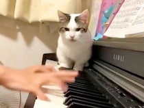 ピアノを練習する女の子→猫が鍵盤の上に乱入して…迷惑だけど愛おしい『妨害行為』が61万再生「猫が踏んじゃった」「猫に優しい娘さん」