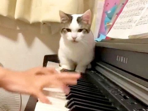 ピアノを練習する女の子→猫が鍵盤の上に乱入して…迷惑だけど愛おしい『妨害行為』が61万再生「猫が踏んじゃった」「猫に優しい娘さん」