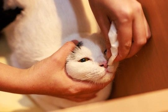 猫が『鼻血』を出しているときに疑うべき病気3選 　命に関わる可能性も？取るべき対処法まで解説