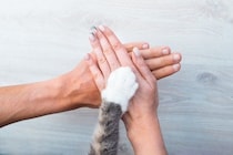 猫に対して『家族の一員になったな』と感じる瞬間3選　安心して過ごせているサインもご紹介