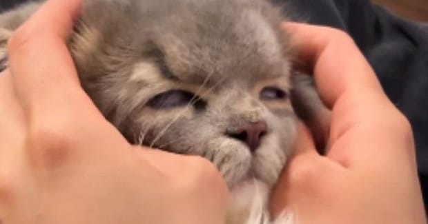 病院から帰ってきた猫→家にいた他の猫から『拒絶』されて…まさかの光景が205万再生「されるがままｗ」「なんか降臨してて笑った」と話題