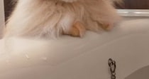 お風呂に浸かっていると、『様子を見にやってきた猫』→表情を見ると…『可愛すぎる光景』に１万いいね「笑ってしまった」「一生懸命考えてる」