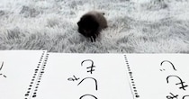 3つの紙を並べて赤ちゃん猫に『自分の名前』を選んでもらった結果…ほっこりする光景が93万再生「悩んだ末にｗ」「勢いが凄くてかわいいｗ」