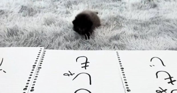 3つの紙を並べて赤ちゃん猫に『自分の名前』を選んでもらった結果…ほっこりする光景が93万再生「悩んだ末にｗ」「勢いが凄くてかわいいｗ」