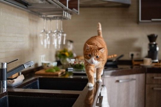 猫を『乗らせたくない場所』に近付けない方法5選　乗りたがる理由や止めさせるコツまで