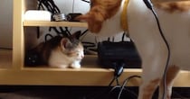 お昼寝中の『新入り子猫』に興味津々な先住猫を見ていると…優しさあふれる『初めて出会った日の様子』に「ずっと見ちゃう」「いいお兄ちゃん」