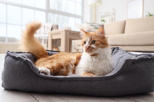 ベッドでくつろぐ猫