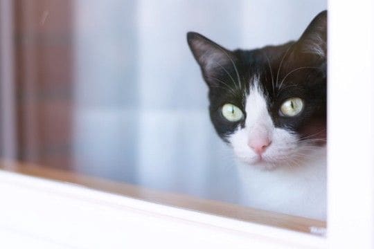 『留守番をしている猫』のために飼い主ができること4つ　家を出る前に確認したいポイントも