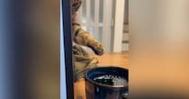 仕事中、パソコンの裏までやってきた猫→そっとおててを伸ばして…笑ってしまう光景が80万再生「こそっと感がたまらないｗ」「味を占めたｗ」