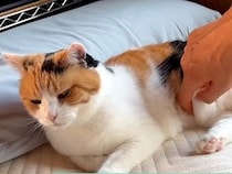 ご飯を食べ終えてくつろぐ三毛猫→お腹をつまんでみたら…たまらなく『愛おしい光景』に「本当に柔らかそう」「心から信頼しているね」の声