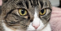 毛布に座り込む猫の『胸』を見たら…思わずモフりたくなる『綺麗すぎる形』に６万いいね「前世はきっとハト」「ナイスボディｗ」と話題に