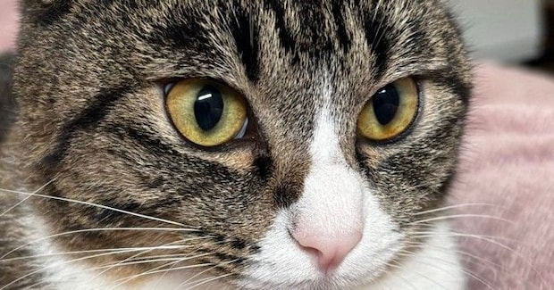毛布に座り込む猫の『胸』を見たら…思わずモフりたくなる『綺麗すぎる形』に６万いいね「前世はきっとハト」「ナイスボディｗ」と話題に