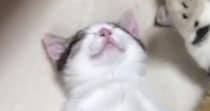 お腹を見せて『気持ちよさそうに眠る親子猫』→ちょっかいを出してみると…可愛すぎて癒される光景が25万再生「失われた野生」「いい寝顔」