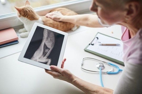 猫の『重症筋無力症』ってどんな病気？発症する原因や表れる症状、治療法まで解説