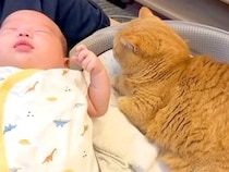 赤ちゃんのベッドで『くつろぎ始めた猫』→赤ちゃんを隣に寝かせてみたら…尊すぎる瞬間が25万再生「夢の共演や」「最強コンビ誕生」
