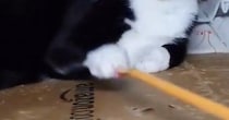 『懐かない歴３年の元野良猫』→遊ぼうと、『孫の手』を近づけると…笑ってしまう光景に７万いいね「しゃーなし感かわいい」「顔に出てるｗ」