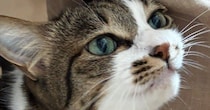 休みを取った嫁から送られてきた『猫の様子』を見たら…思わず嫉妬してしまう光景に４万いいね「飛んで帰りたくなるね」「許せませんなぁ」