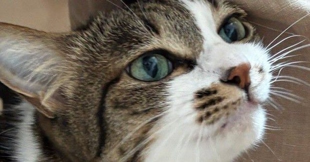 休みを取った嫁から送られてきた『猫の様子』を見たら…思わず嫉妬してしまう光景に４万いいね「飛んで帰りたくなるね」「許せませんなぁ」