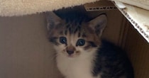 ダンボールに入れられ、道端に『置き去りにされていた子猫』→保護されてから２年…成長記録に「大事にされているのが伝わる」「愛情たっぷり」