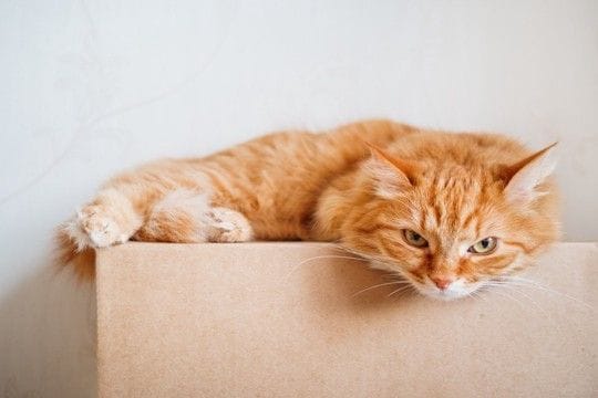 猫があなたのことを『睨みつけている』ときの理由3選　怒っているサインなの？気持ちの見分け方も