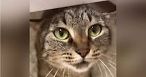 撫でられ好きの『甘えん坊な猫』→机の下にいると思ったら…たまらなく可愛い行動に悶絶の声「心臓止まった」「ため息が出た」と32万再生