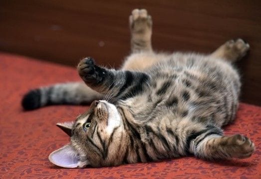 猫が床で横になって『クネクネ』する理由4つ　愛猫が伝えたい気持ちから注意すべきケースまで解説