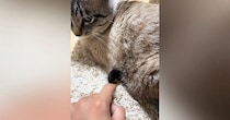 猫のお腹から出ている『謎の物体』をツンツンしていると…予想外の『爆笑の展開』が318万再生「振り向き方ｗｗ」「ガン飛ばすのすき」